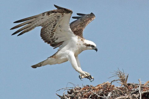 Pink Lake + Abrolhos Islands Nature Tour - Holiday Adelaide 3