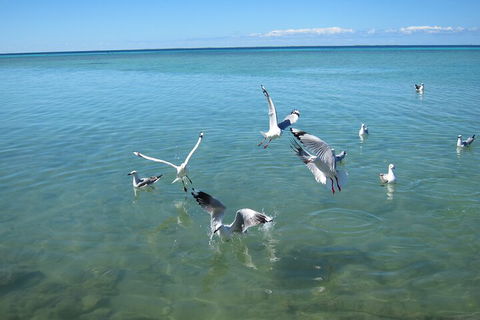 Pink Lake + Abrolhos Islands Nature Tour - Holiday Adelaide 5