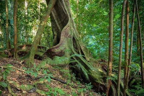 Private Daintree Mossman Gorge Exclusive Nature And Wildlife Focus - Holiday Adelaide 0