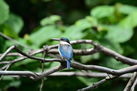Private Daintree Mossman Gorge Exclusive Nature And Wildlife Focus - Holiday Adelaide 1