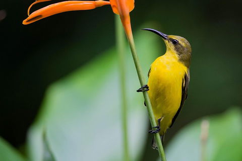 Private Daintree Mossman Gorge Exclusive Nature And Wildlife Focus - Holiday Adelaide 2