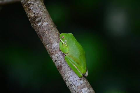 Private Daintree Mossman Gorge Exclusive Nature And Wildlife Focus - Holiday Adelaide 3