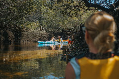 Kayak Tour In Adelaide Dolphin Sanctuary - Holiday Adelaide 0