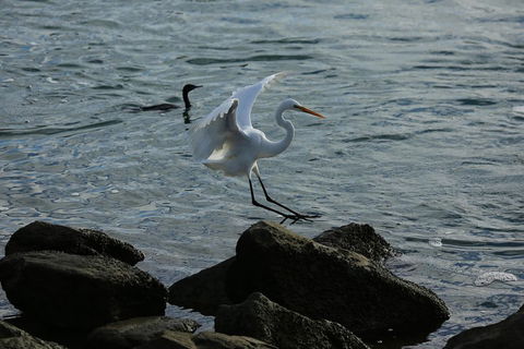 Kayak Tour In Adelaide Dolphin Sanctuary - Holiday Adelaide 1