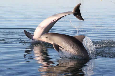 Kayak Tour In Adelaide Dolphin Sanctuary - Holiday Adelaide 5
