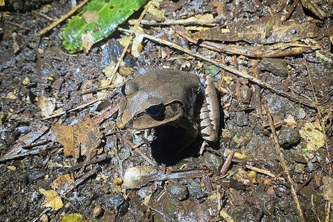 Evening Rainforest & Glow Worm Experience - Holiday Adelaide 1