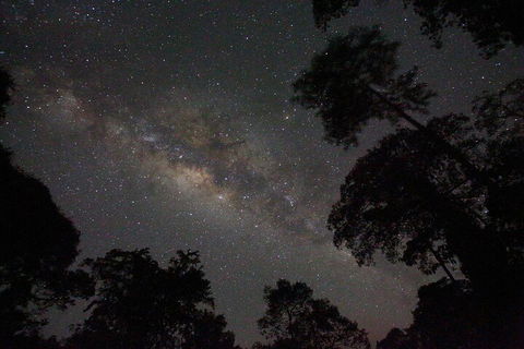 Evening Rainforest & Glow Worm Experience - Holiday Adelaide 4