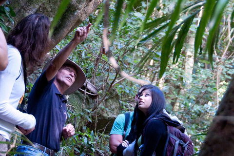 Natural Bridge & Springbrook Waterfalls Tour - Holiday Adelaide 4