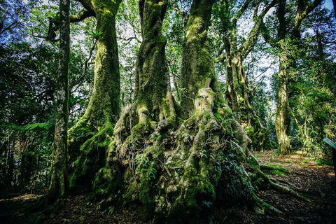 Natural Bridge & Springbrook Waterfalls Tour - Holiday Adelaide 5