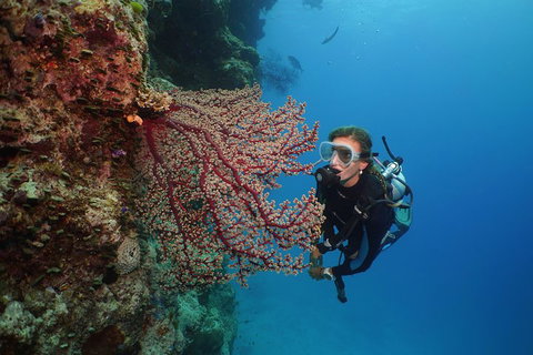 Silversonic Outer Great Barrier Reef Dive And Snorkel Cruise From Port Douglas - Holiday Adelaide 0