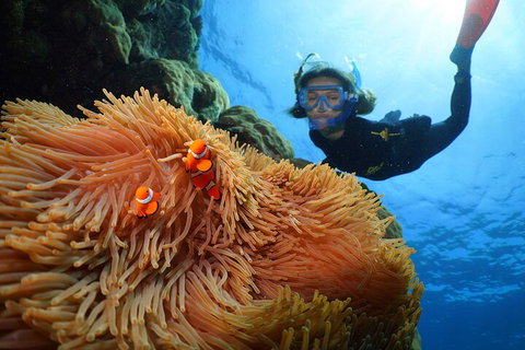 Silversonic Outer Great Barrier Reef Dive And Snorkel Cruise From Port Douglas - Holiday Adelaide 3