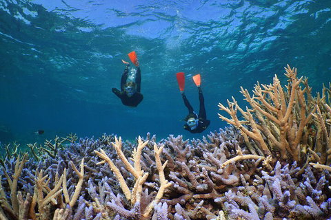 Silversonic Outer Great Barrier Reef Dive And Snorkel Cruise From Port Douglas - Holiday Adelaide 4