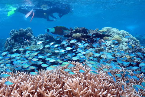 Silversonic Outer Great Barrier Reef Dive And Snorkel Cruise From Port Douglas - Holiday Adelaide 5