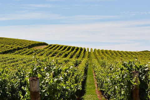 West Tamar Wine Tour - Holiday Adelaide 2