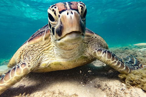 Sail, Snorkel, SUP & Kayak Charter Whitsundays - Holiday Adelaide 0