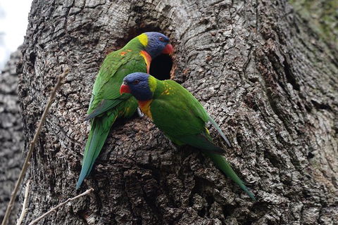 Private Blue Mountains Insider Tour From Sydney - Holiday Adelaide 3
