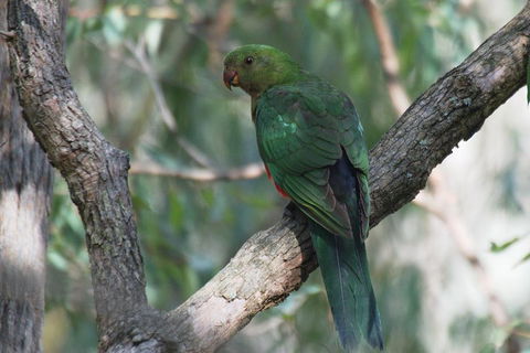 Private Blue Mountains Insider Tour From Sydney - Holiday Adelaide 5