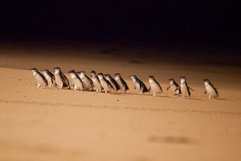 The Ultimate Melbourne Attractions Pass - Holiday Adelaide 5