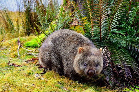 Cradle Mountain National Park Day Tour From Launceston - Holiday Adelaide 0
