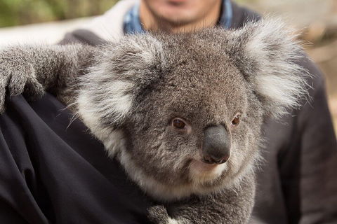 Bonorong Wildlife Park And Richmond Afternoon Tour From Hobart - Holiday Adelaide 2