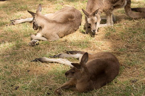 Bonorong Wildlife Park And Richmond Afternoon Tour From Hobart - Holiday Adelaide 3