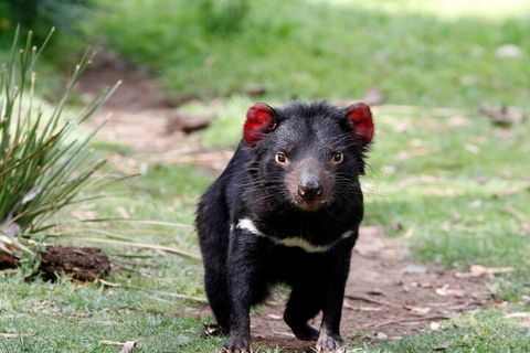 Bonorong Wildlife Park And Richmond Afternoon Tour From Hobart - Holiday Adelaide 4