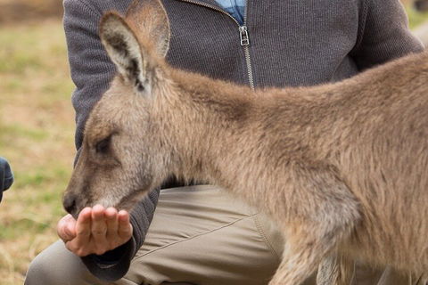 Bonorong Wildlife Park And Richmond Afternoon Tour From Hobart - Holiday Adelaide 5