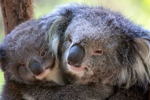 Half-Day Or Full-Day Tour With Private Guide From Melbourne - Holiday Adelaide 1