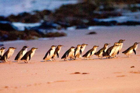 Half-Day Or Full-Day Tour With Private Guide From Melbourne - Holiday Adelaide 5