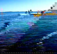 Penguin and Seal Islands Sea Kayaking Experience - Holiday Adelaide