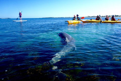 Penguin And Seal Islands Sea Kayaking Experience - Holiday Adelaide 0