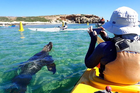 Penguin And Seal Islands Sea Kayaking Experience - Holiday Adelaide 2
