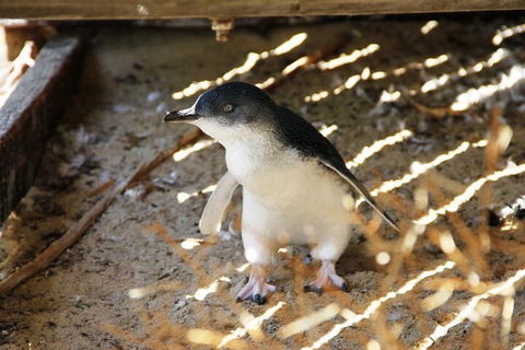 Penguin And Seal Islands Sea Kayaking Experience - Holiday Adelaide 3