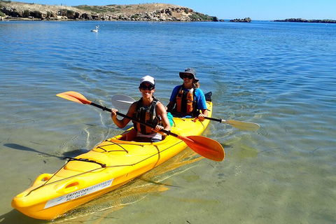Penguin And Seal Islands Sea Kayaking Experience - Holiday Adelaide 5