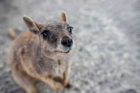 Chillagoe Caves And Outback Day Trip From Cairns - Holiday Adelaide 2