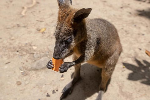 Chillagoe Caves And Outback Day Trip From Cairns - Holiday Adelaide 5