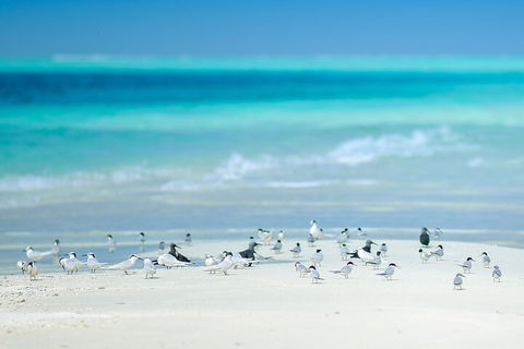 Private Coral Cay Bubbles Tour - Holiday Adelaide 2