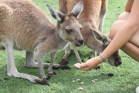 Pinnacles Desert, Koalas And Sandboarding 4WD Day Tour From Perth - Holiday Adelaide 1