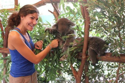 Pinnacles Desert, Koalas And Sandboarding 4WD Day Tour From Perth - Holiday Adelaide 5