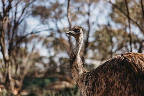 Wave Rock, York, Wildflowers, And Aboriginal Cultural Day Tour From Perth - Holiday Adelaide 4