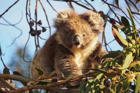 2-Hour Koala Walking Tour In Kangaroo Island - Holiday Adelaide 0
