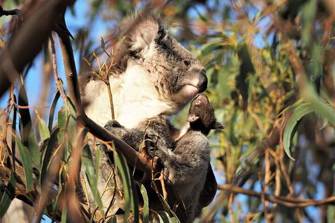 2-Hour Koala Walking Tour In Kangaroo Island - Holiday Adelaide 1