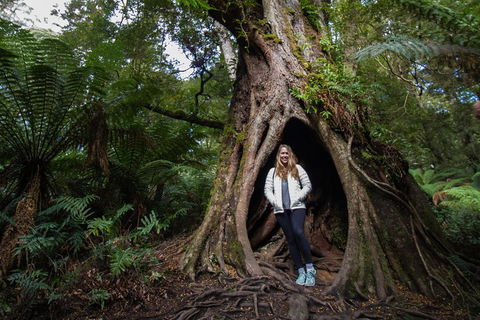 Great Ocean Road Small-Group Ecotour From Melbourne - Holiday Adelaide 4