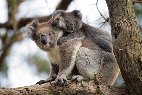 Great Ocean Road Sunset Tour From Melbourne - Holiday Adelaide 0