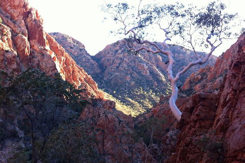 West MacDonnell Private Tour With Transfer - Holiday Adelaide 3