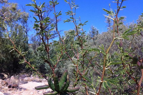 West MacDonnell Private Tour With Transfer - Holiday Adelaide 5