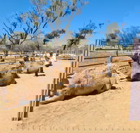West MacDonnell Ranges Half-Day Small-Group Tour with Camel Ride - Holiday Adelaide