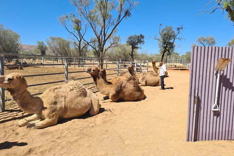 West MacDonnell Ranges Half-Day Small-Group Tour With Camel Ride - Holiday Adelaide 0