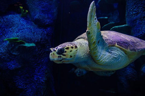 Sydney Attractions Pass: SEA LIFE Aquarium, Sydney Tower Eye, WILD LIFE Zoo And Madame Tussauds - Holiday Adelaide 1