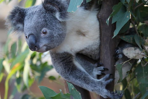 Sydney Attractions Pass: SEA LIFE Aquarium, Sydney Tower Eye, WILD LIFE Zoo And Madame Tussauds - Holiday Adelaide 2